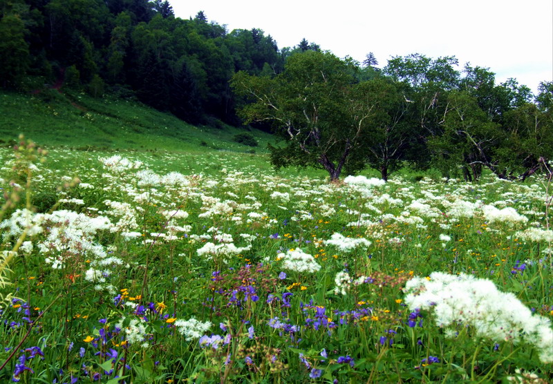 长白山西坡纪行——高山花园